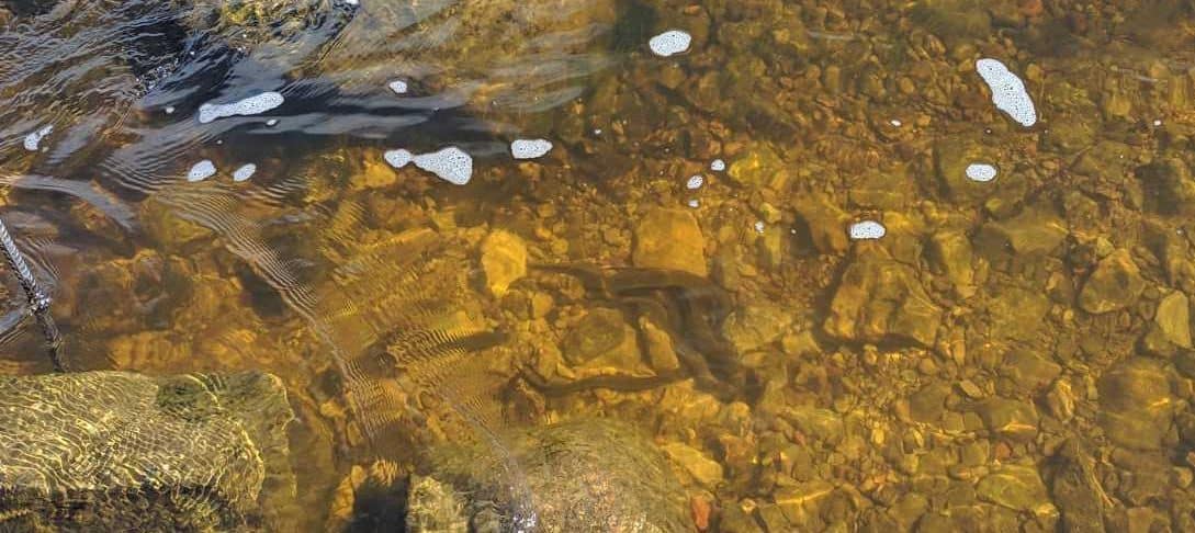 Lamprey in Narva