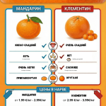 Инфографика: клементины и мандарины, разница во вкусе, наличии косточек, кожуре и форме плодов